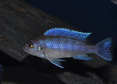 Cynotilapia zebroides 'Likoma Island'
